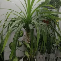 گلهای سر سبز وشاداب آپارتمانی|گل و گیاه طبیعی|شیراز, شهرک والفجر|دیوار