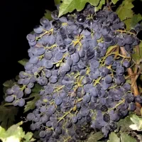 انگور دانه دارشانی|خوردنی و آشامیدنی|درگز, |دیوار