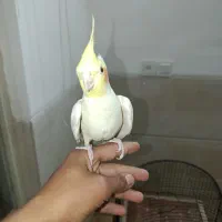 جفت عروس هلندی|پرنده|یزد, |دیوار