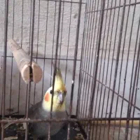 عروس هلندی نر