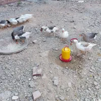 غاز محلی