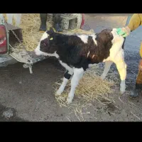 فروش گوساله شیری وقطع شیر درجه یک