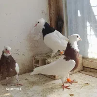 کبوتر طوقی جفتگاه با جوجه ۳ جفت|پرنده|مشهد, رده|دیوار