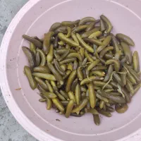 بخش خیار شور خوش طعم وباکیفعت|خوردنی و آشامیدنی|محمدشهر, جعفرآباد|دیوار