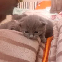 بچه گربه اسکاتیش و بریتیش