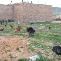 خریدوفروش مرغ خروس