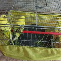 مرغ عشق نر وماده