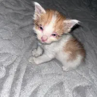 واگذاری بچه گربه
