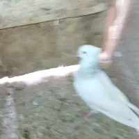 طوقی|پرنده|شاهرود, |دیوار