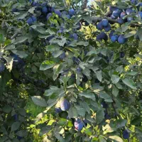 نهال آلو خرمایی|خدمات باغبانی و درختکاری|تبریز, |دیوار