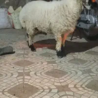 کابور بره نر وطنی زابل|حیوانات مزرعه|زاهدان, |دیوار