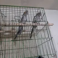 عروس هلندی با طوطی برزیلی