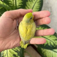 جوجه طوطی سرلاکی پروتلت