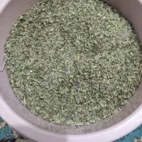 آویشن کوهی برگ پهن