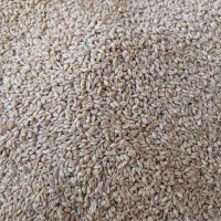 گندم آبی|عمدهفروشی|گیان, |دیوار