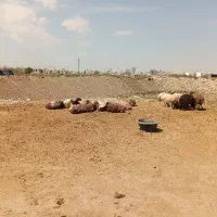 گوسفند فروشی گلشهر روستای مستضعفین