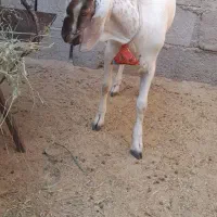 دوتا کهره سومالی|حیوانات مزرعه|مهر, |دیوار