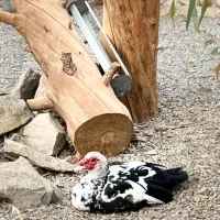 اردک اسرائلی