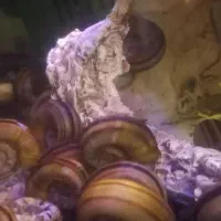 مولی گوپی حلزون