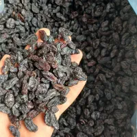کشمش و مویز آبگیری