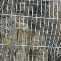 جفت عروس هلندی مولد