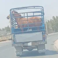 خرید و فروش اسب پالونی