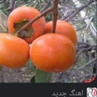 خرمالو فقط ۲۵تومان