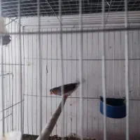 فنچ کلایی|پرنده|کرمان, |دیوار