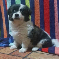 سگ های عروسکی خونگی پامرشیتزو باهوش|سگ|مسجد سلیمان, |دیوار