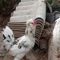 خروس گلین|حیوانات مزرعه|خورموج, |دیوار