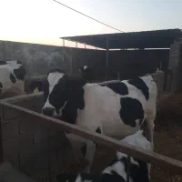 تعدادی گاو شیری فروشی|حیوانات مزرعه|راور, |دیوار