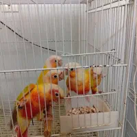 ردچیک گرینچیک طوطی
