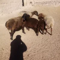 گوسفند زایده|حیوانات مزرعه|چناران, |دیوار