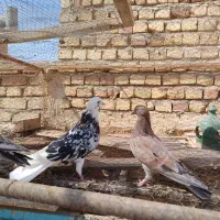 نر وماده سرور|پرنده|آران و بیدگل, |دیوار