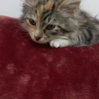 گربه|گربه|رشت, گلسار|دیوار