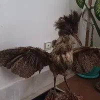 مجسمه پرنده خونگی