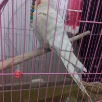 فروش عروس هلندی|پرنده|گنبد کاووس, |دیوار