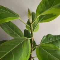 فیکوس الاستیکا ابلق