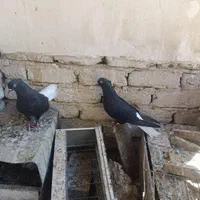 کفتر زاغ دم سفید|پرنده|مشهد, نیزه|دیوار