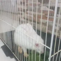خرگوش