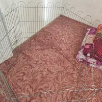 پارک سگ|لوازم جانبی حیوانات|پرند, فاز ۵|دیوار