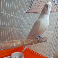 عروس هلندی نر بالغ آلبینو یکدست سفید