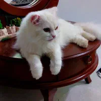 واگذاری گربه|گربه|رفسنجان, |دیوار
