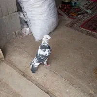 رسیدگی|پرنده|شیراز, تاچارا|دیوار
