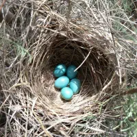 قناری سهره اهوازی نر و ماده|پرنده|قم, کلهری|دیوار