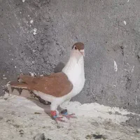 چپ دم  نر
