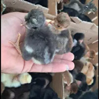 اردک 37جوجه رنگی، گردن لیت،گلپیگانی، کاکلی، تاجدار|حیوانات مزرعه|خورموج, |دیوار