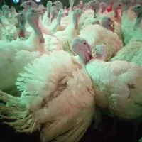 بوقلمون گوشتی ارگانیک