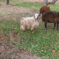 بز نر سالم مخصوص قربانی|حیوانات مزرعه|خوی, |دیوار