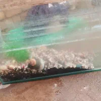 آکواریوم|ماهی|تربت‌حیدریه, بالا ولایت|دیوار